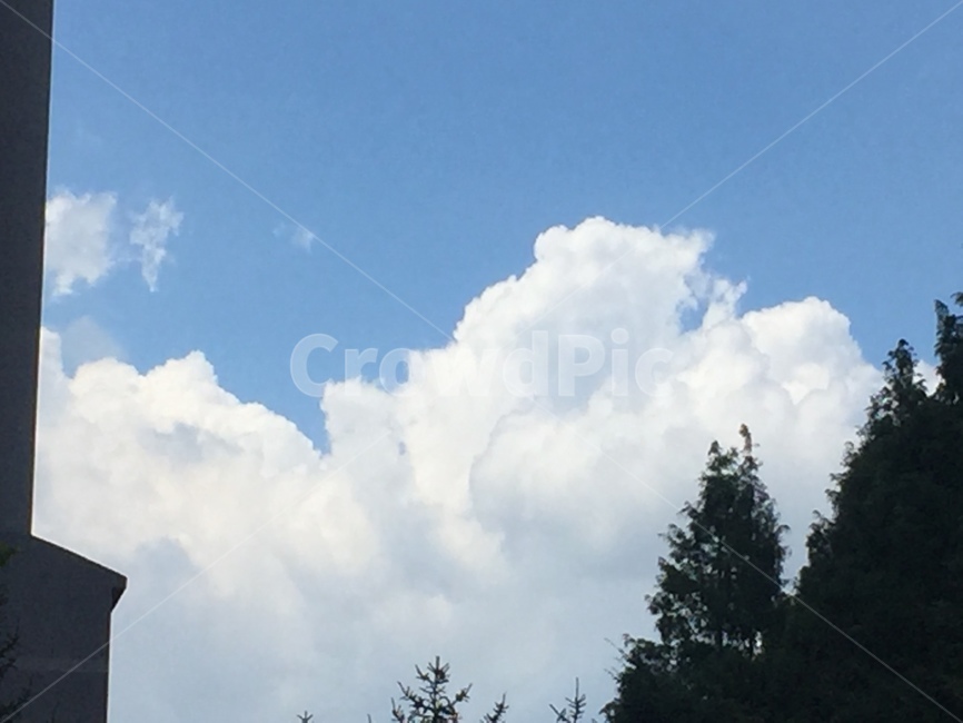 나무,구름,자연,하늘,cloud