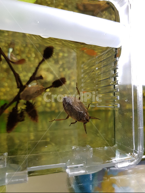 물자라,수서곤충,수중생물,appasusjaponicus,muljarusjaponicus,동물,animal,곤충,벌레,insect,bug