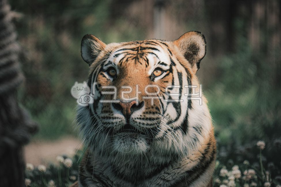 호랑이,백두산호랑이,맹수,야생동물,동물,멸종위기동물,동물초상,tiger,wildanimal,wildlife,bigcat