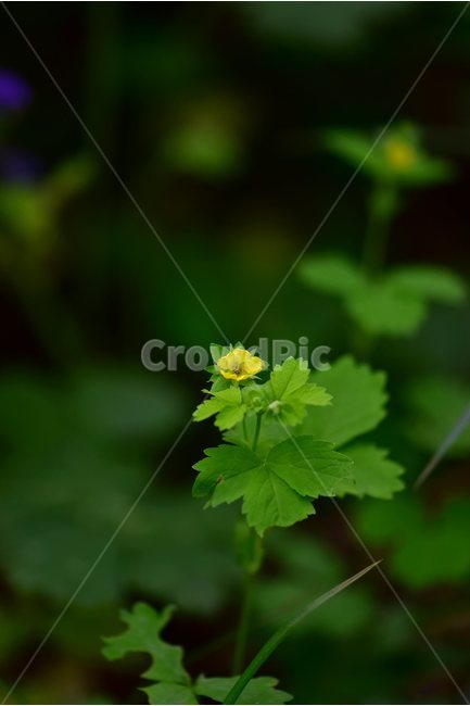 좀딸기,야생화,꽃,식물,자연,생태,플라워,flower,plants,nature,식물,자연,plants,nature,꽃,flower