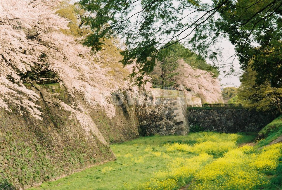 일본,나고야,나고야성,nagoyacastle,봄꽃