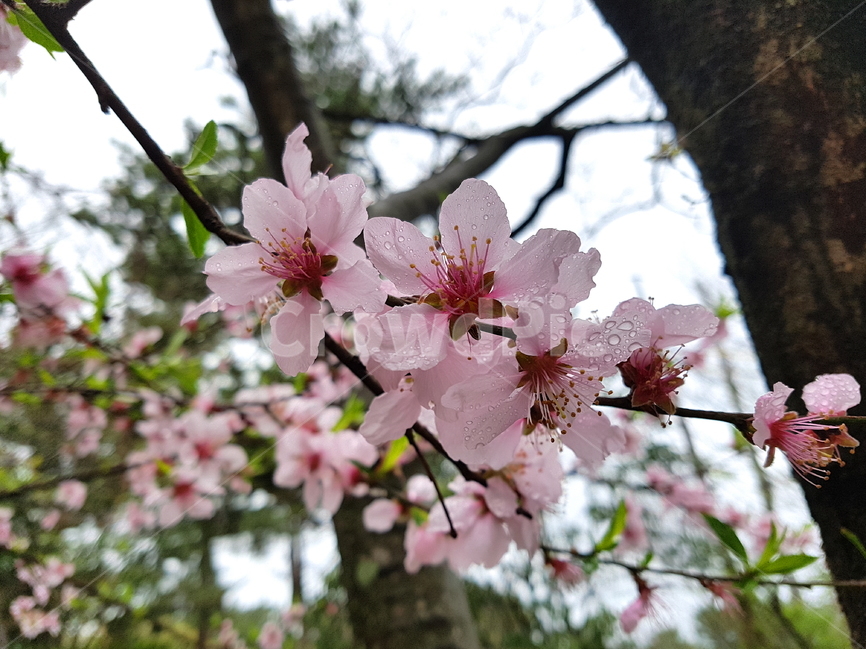 벚꽃,제주벚꽃,비오는날꽃,분홍벚꽃,cherryblossom,벚나무,자연,flower,벚꽃사진,물방울,빗방울,꽃사진,자연사진,봄,계절,spring,season,식물,자연,plants,nature,꽃,flower,비,비오는날,rain,rainy,plant,blossom