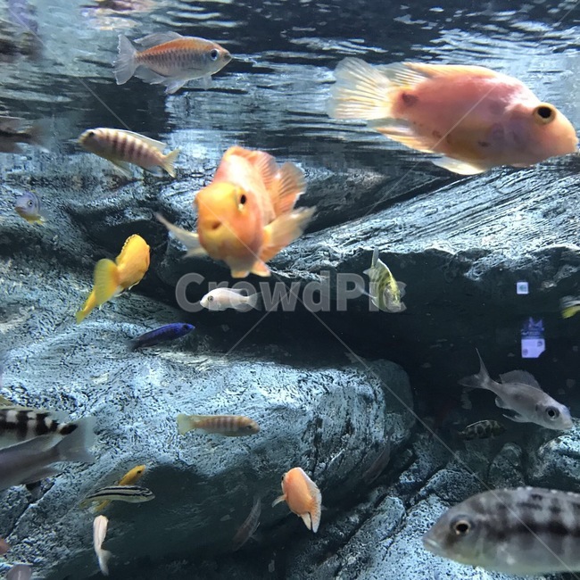 물고기,금붕어,물고기정면,아쿠아리움,물밑풍경,물고기근접
