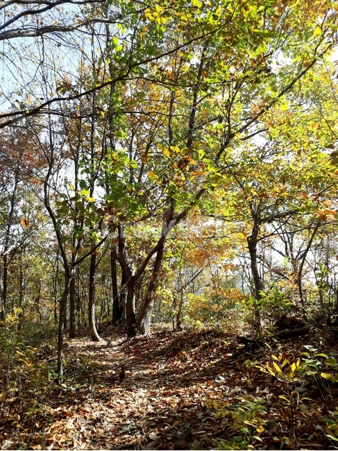 가을,산책,나무,낙엽,자연