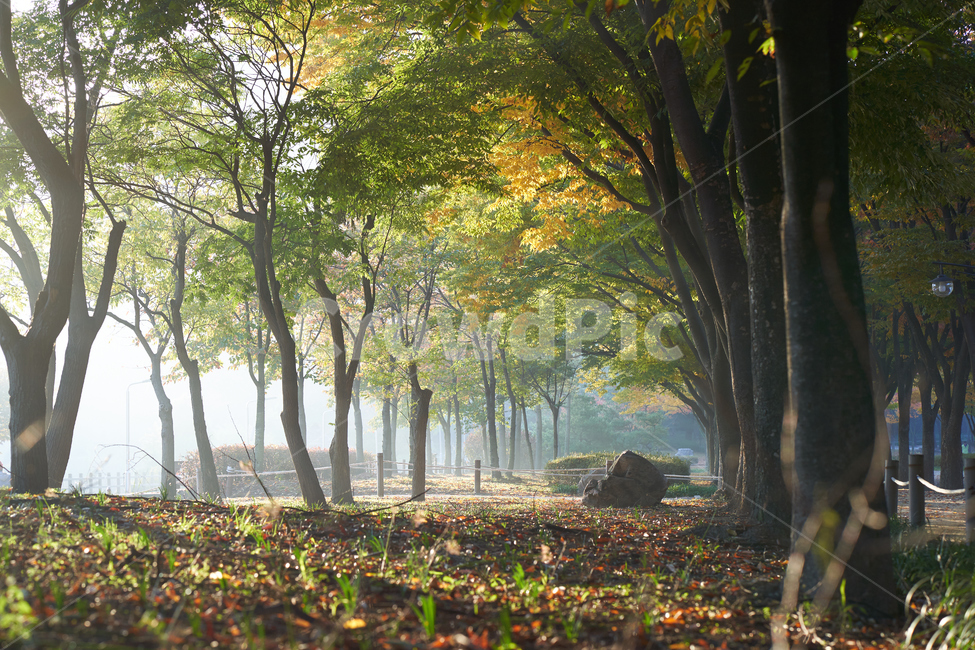 가을,인천대공원,낙엽,아침,빛내림,가을,계절,fall,autumn,season,tree,나무,plant,식물,tree trunk,나무 줄기