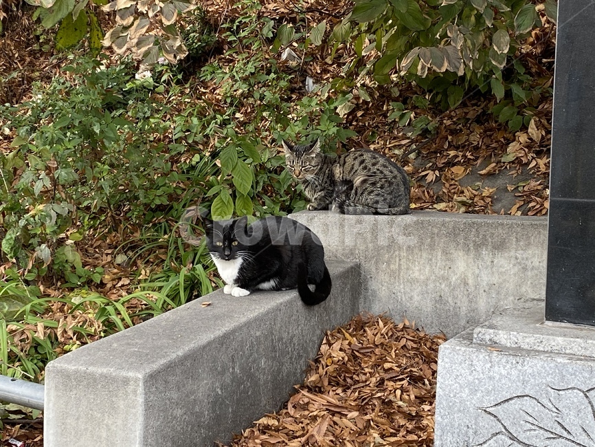 고양이,길고양이,길냥이,떠돌이,외로운,애완동물,동물,cat,animal,street,streetanimal