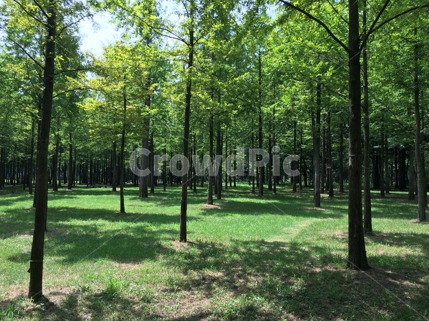 숲,자연,초록,나무,green,tree,forest,감성