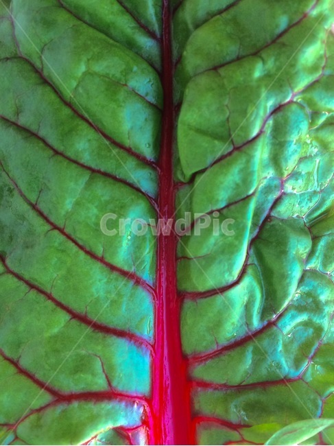 식물,이파리,무늬,자연,leaf,식물,자연,plants,nature