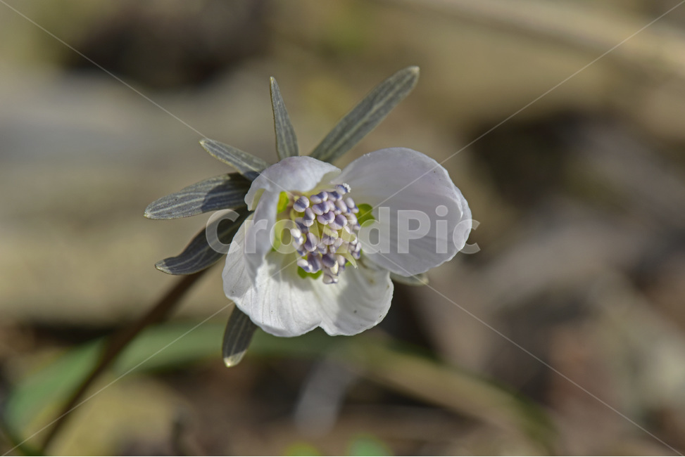 바람꽃,야생화,들꽃,이른봄,흰색,식물,자연,plants,nature,꽃,flower