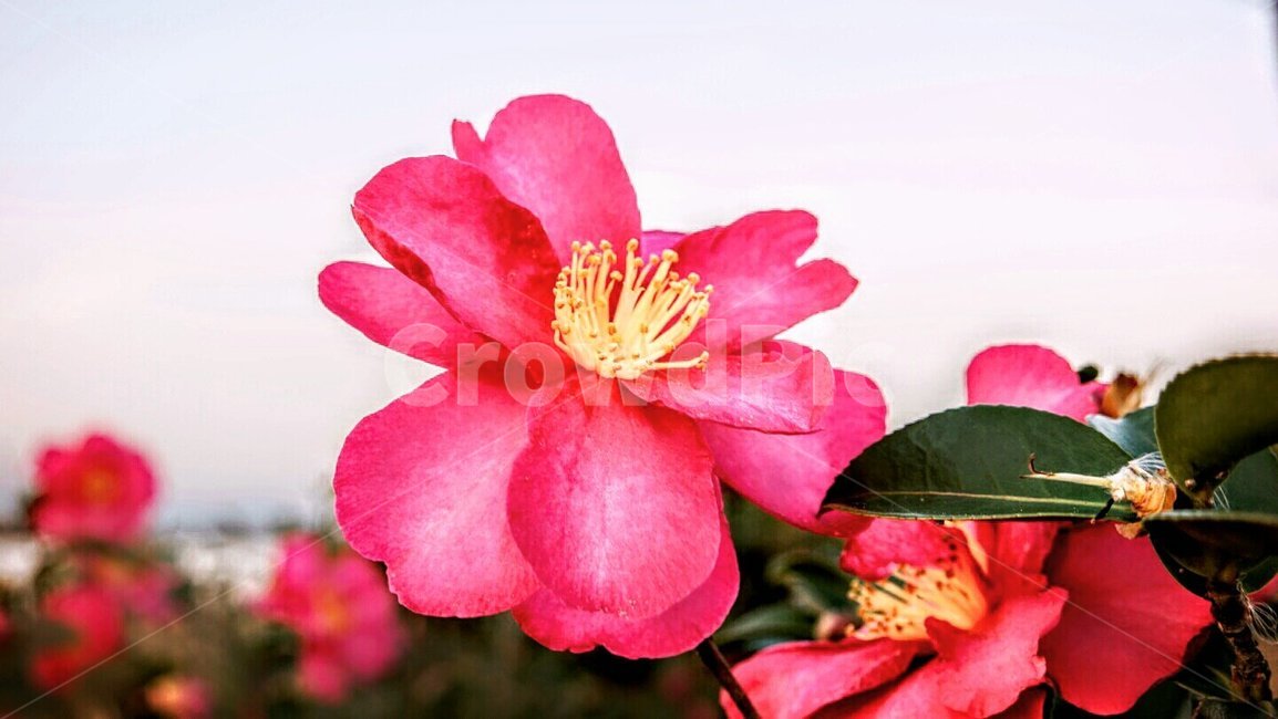꽃,나무,동백,겨울,봄,식물,자연,plants,nature,꽃,flower