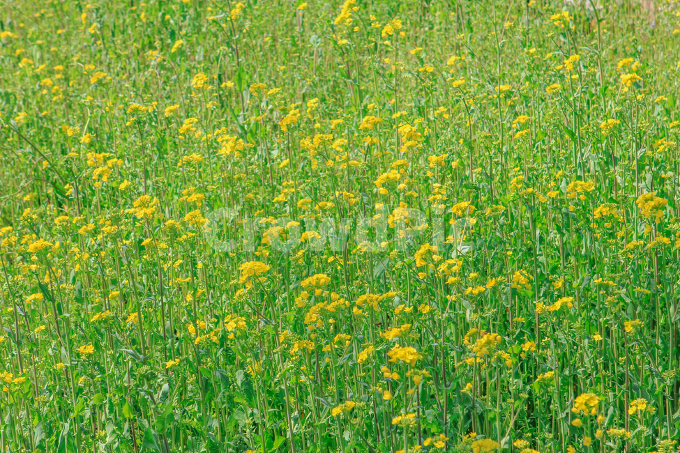 유채꽃,봄,꽃,노랑색,노란색,자연,초록,식물,rapeflower,flower,spring,yellow,nature