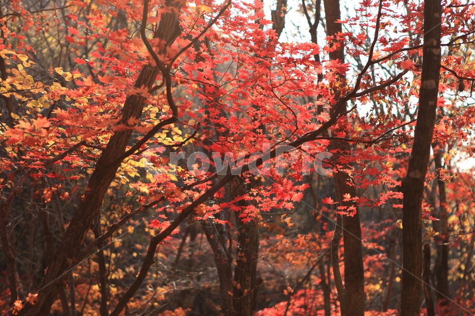 가을,숲,단풍,나무,자연,가을,계절,fall,autumn,season,자연,풍경,nature,landscape,식물,plants,나무,trees,wood,plant,leaf,잎,tree,maple