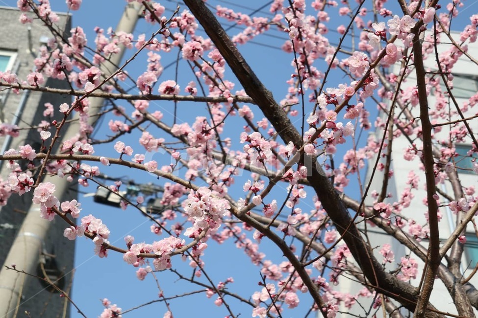 plant,식물,flower,blossom,꽃,벚꽃,분위기,하늘,파란색