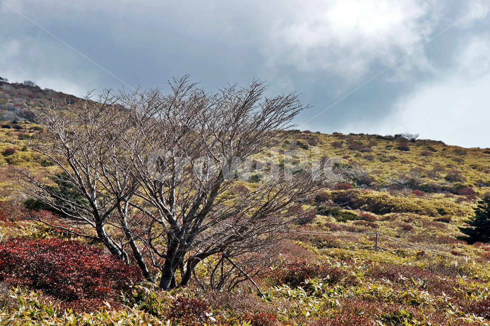 난대성식물,한라산,제주도,한라산국립공원,돈내코코스,조릿대,관목