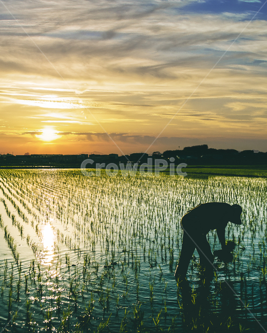 논,모내기,농사,시골,일몰,석양,맑음,태양,농부,봄,spring,paddy,sunset,countryside,rice,farmer,sun,사람,남자,lonley,외로움,시골,마을,풍경,landscape,country,rural,town,사람,인물,인간,human,person,남성,남자,man,male,인물실루엣,사람실루엣,character silhouette,human silhouette,감성,sensible,feeling,산업,industry,industrial,농업,농사,agriculture,farming,farming industry,outdoors,옥외,water,물,nature,자연,land,땅
