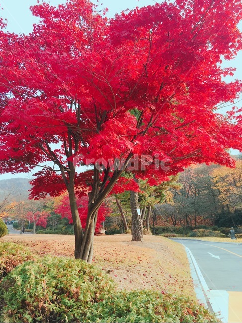 가을,단풍,단풍나무,산책,동네,가을,계절,fall,autumn,season,자연,풍경,nature,landscape,tree,나무,plant,식물,maple