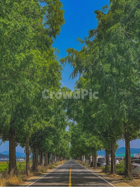 가로수길,도로,나무,숲길,시골