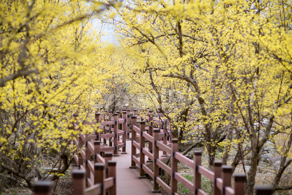 식물,개나리,봄,노랑,길,노란색,산책로,산책,따뜻하다,plant,forsythia,꽃,봄꽃,스냅,풍경배경,배경,꽃배경,식물,자연,plants,nature,꽃,flower