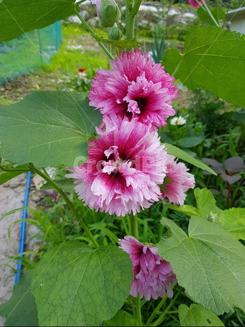 꽃,식물,자연,정원,flower,식물,자연,plants,nature,꽃,flower