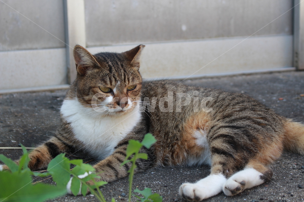 거리,고양이,pet,고양이한마리,쉬고있는고양이,코숏,동물,animal,포유류,mammal,고양이,cat,kitten,kitty