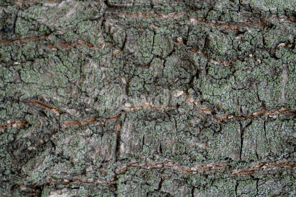 나무,질감,거침,갈라짐,tree