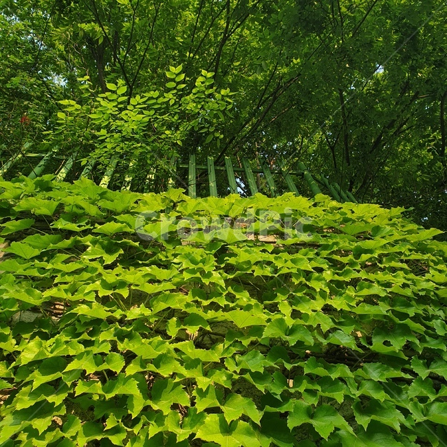 자연,초록색,green,nature,풀