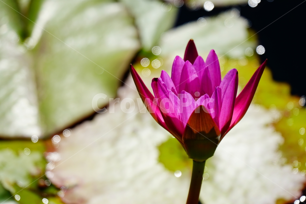 수련,연꽃,여름꽃,플라워,flower,lotus,waterlily,pondlìly,식물,자연,plant,nature,연못,연잎,연꽃잎,꽃,수생식물,pond,수중식물,여름,summer