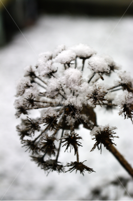 겨울,눈,winter,snow,풀,겨울,계절,winter,season