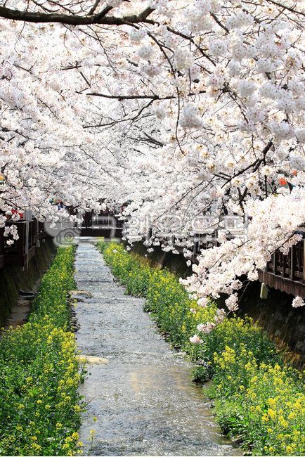 cherry tree,white flower,Cherry Blossom,blossom,Spring news,cherryblossoms,april,water,flower,cherry blossom tree,spring flowers,spring,cherry blossom season,petal,White,bloom,rape flower,cherry blossom,Jinhae