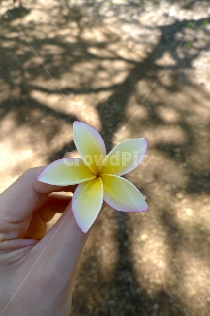 플루메리아,하와이꽃,꽃잎,Plumeria,공원,식물,자연,plants,nature,꽃,flower