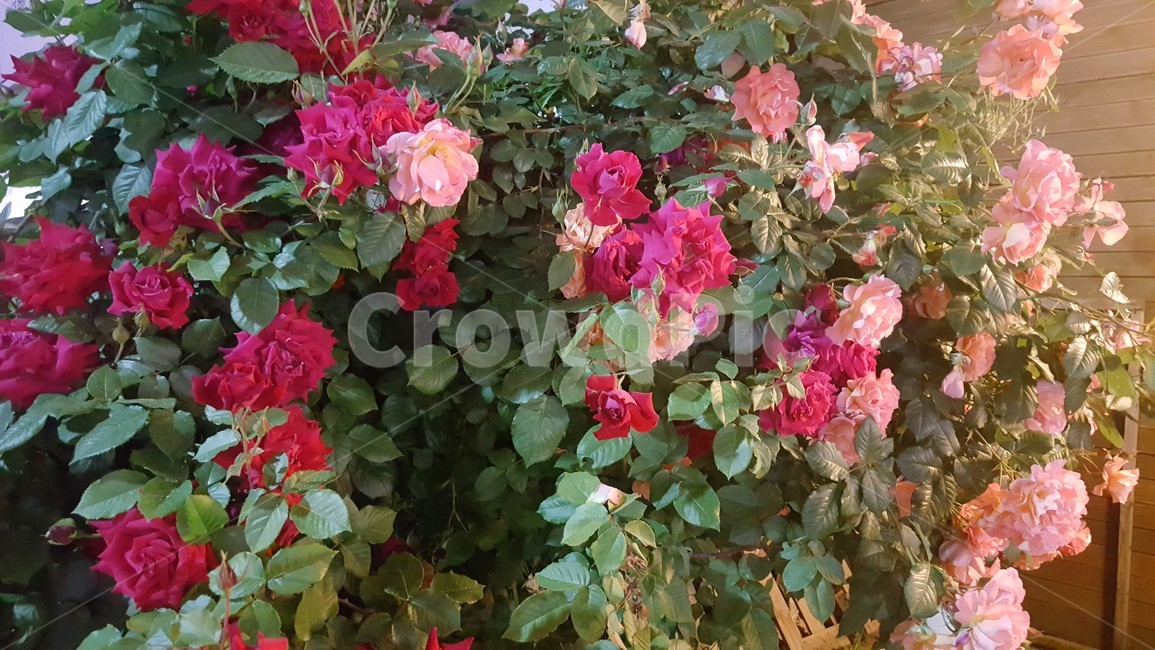 장미꽃,장미,flower,플라워,꽃,분홍장미,빨간장미,핑크장미,장미덩쿨