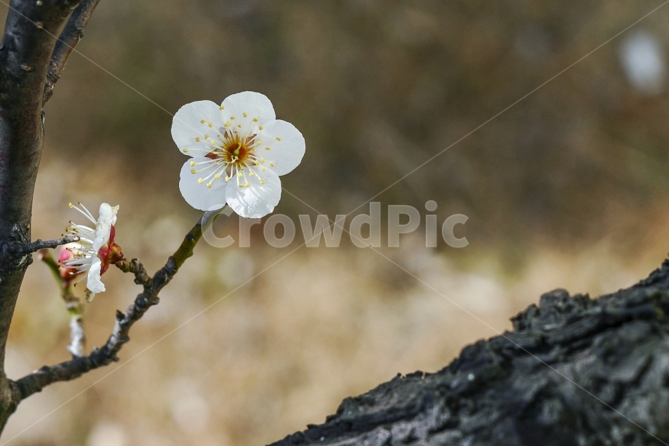 봄,매화,꽃잎,나무,개화,anumeflower,blossom,apricottree,enlightened,봄,계절,spring,season,식물,자연,plants,nature,꽃,flower,plant