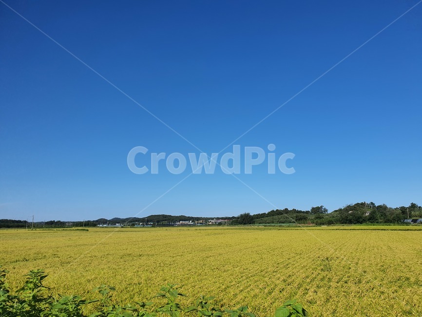 시,시골,벼,논,추석,풍요로운,파란하늘,가을,field,자연,들