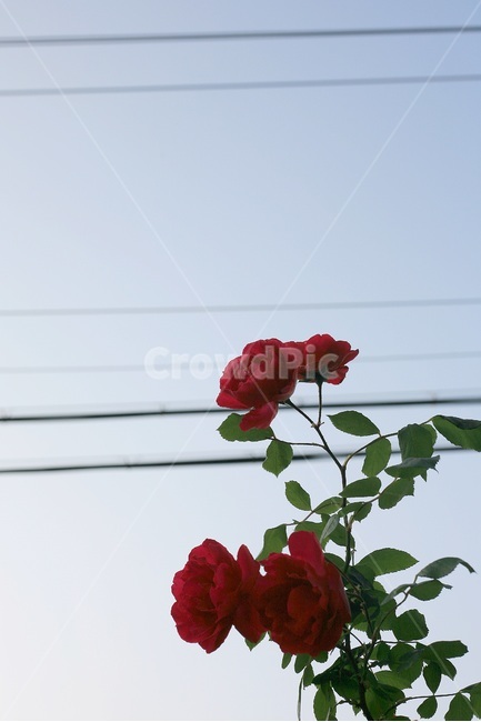 장미,초여름,자연,하늘,전깃줄,식물,자연,plants,nature,꽃,flower