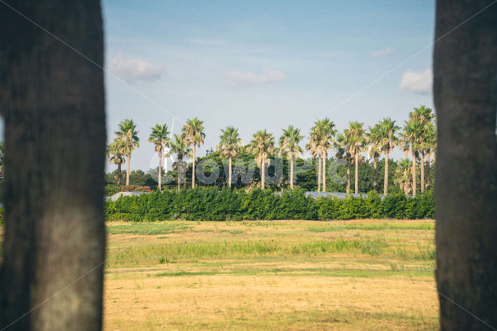 나무,여름,여름풍경,맑은날,초록색,자연,풍경,nature,landscape,summer
