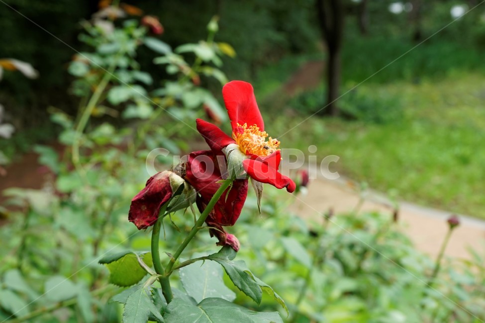 장미,꽃,정열,붉은색,식물,정원,축제,계절,배경화면,자연,감성,색상,색감,빨강,season,plants,nature,flower,rose,북은색,가시,늦가을,향기,아름다움,thorn,red,autumn,smell,beautiful,beauty,plant,5월,여왕,꽃송이,이파리