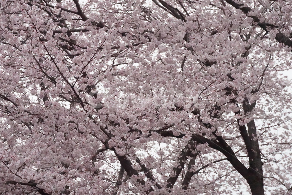 벚꽃,진해,군항제,봄,cherryblossom,봄,계절,spring,season,자연,풍경,nature,landscape,plant,식물,flower,꽃,blossom
