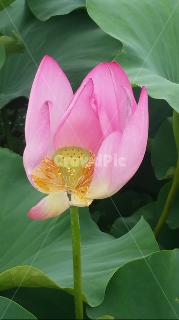 연꽃,꽃,핑크,자연,플라워,flower,초록,식물,자연,plants,nature,꽃,flower
