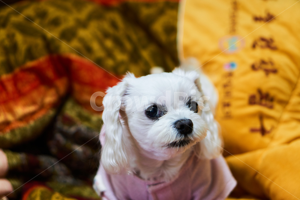 개,강아지,말티즈,마르티스,동물,댕댕이,애니멀,animal,말티스,마르티즈,pet,dog,nature,자연,동물보호,동물,animal,포유류,mammal,개,강아지,dog,doggy