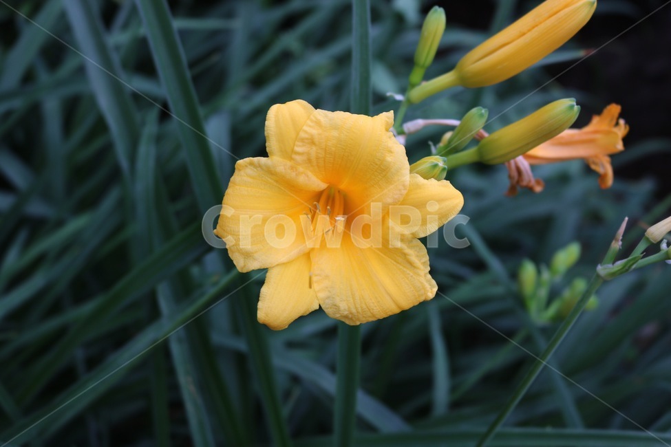 꽃,식물,자연,주황,초록,flower,plants,nature,orange,green,hana,shokubutsu,orenziiro,midori,노랑,yellow,kiiro,식물,자연,plants,nature,꽃,flower