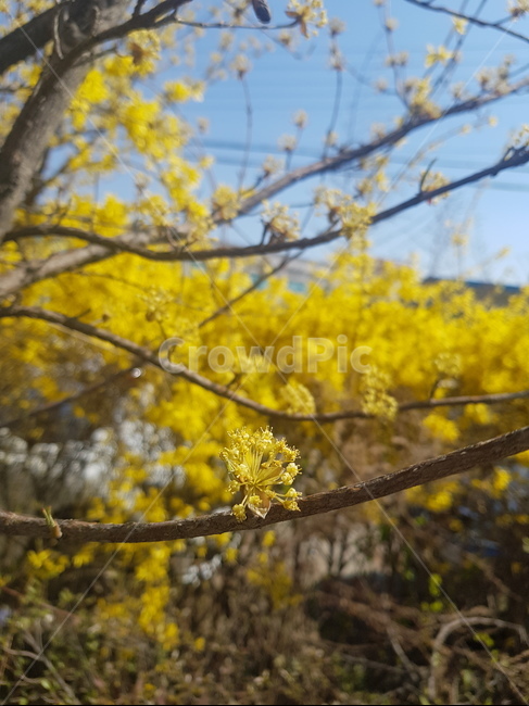 plant,식물,tree,나무,자연,옥외,꽃,하늘,꽃잎,나뭇가지