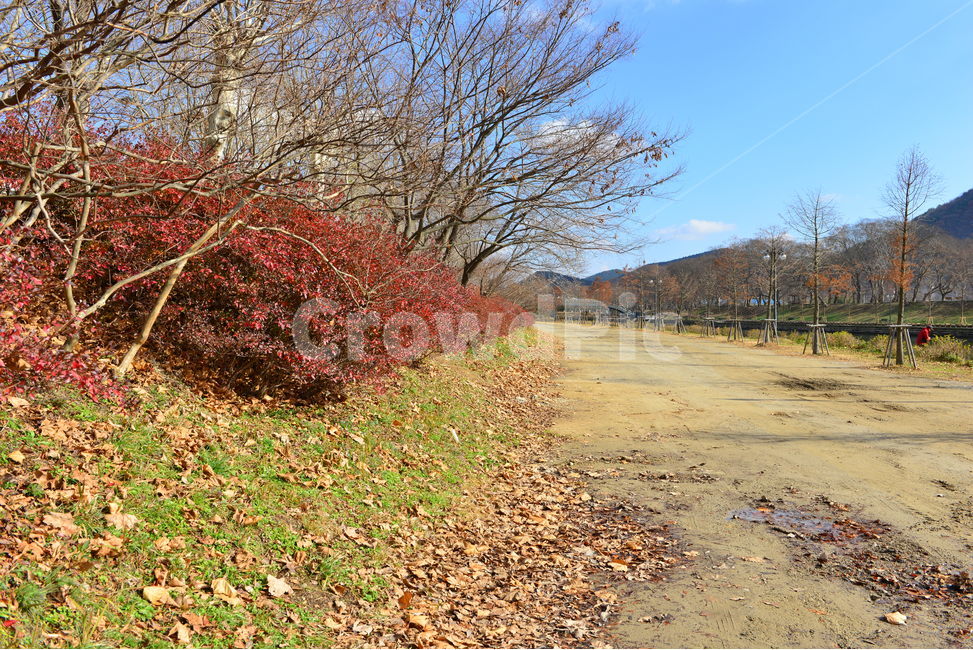 담양,관방천,ground,바닥,plant,식물,tree,나무,dirtroad,흙길,gravel,자갈,road,도로