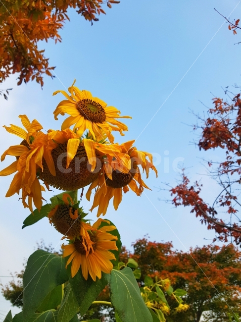 해바라기,꽃,가을,하늘,낙엽,단풍,식물,자연,plants,nature,여름,계절,summer,season,가을,fall,autumn,꽃,flower,plant