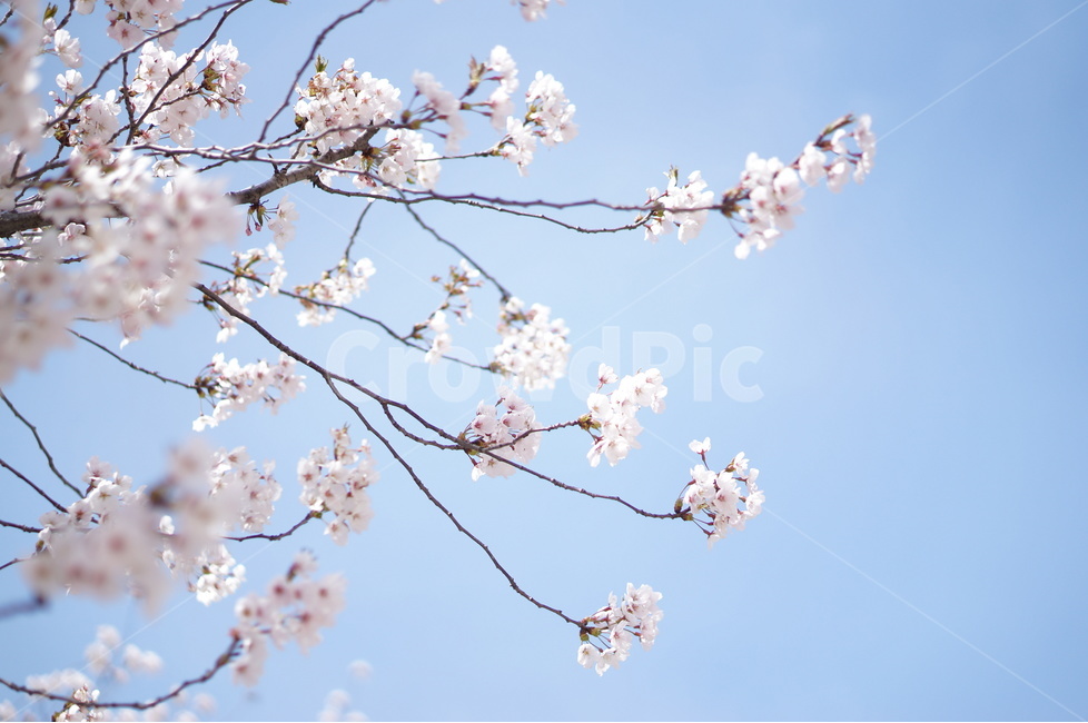벚꽃,파랑,하늘,구름,풍경,봄,계절,spring,season,식물,자연,plants,nature,꽃,flower,plant,blossom,cherry blossom