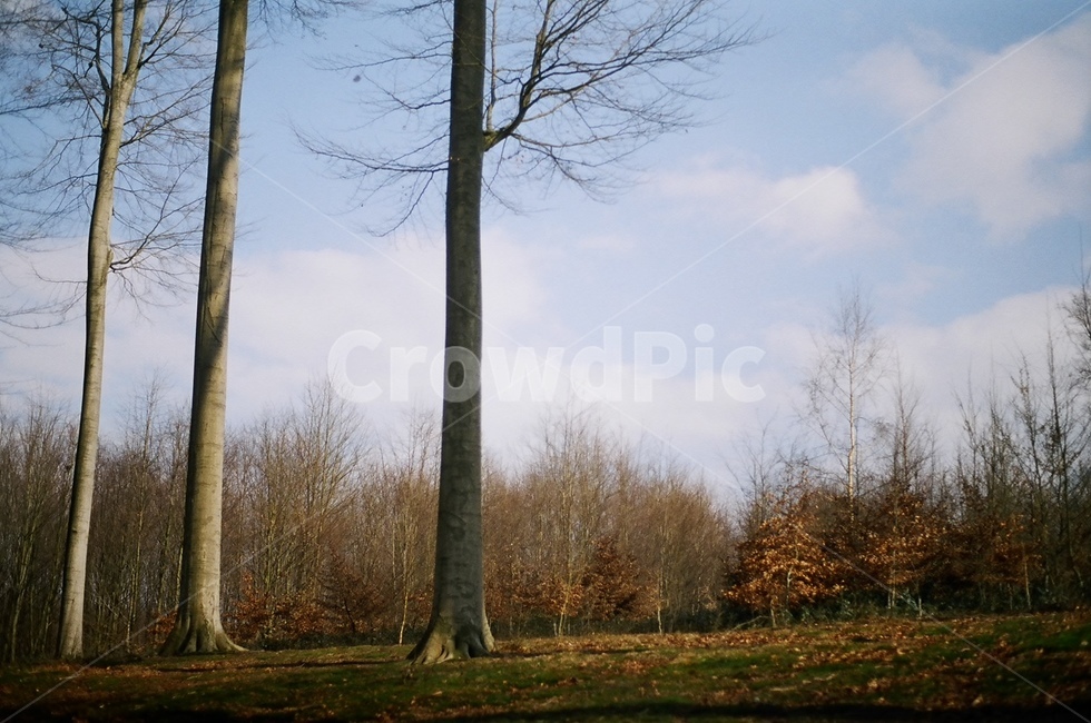 tree,나무,식물,하늘,나무줄기,treetrunk