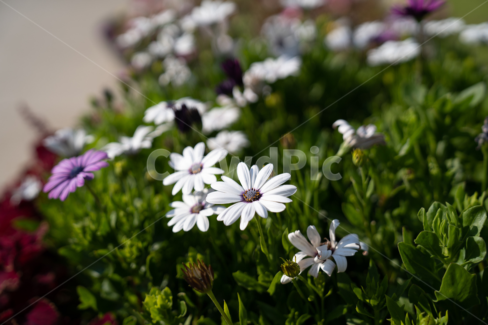 plant,식물,flower,꽃,울릉국화,개화