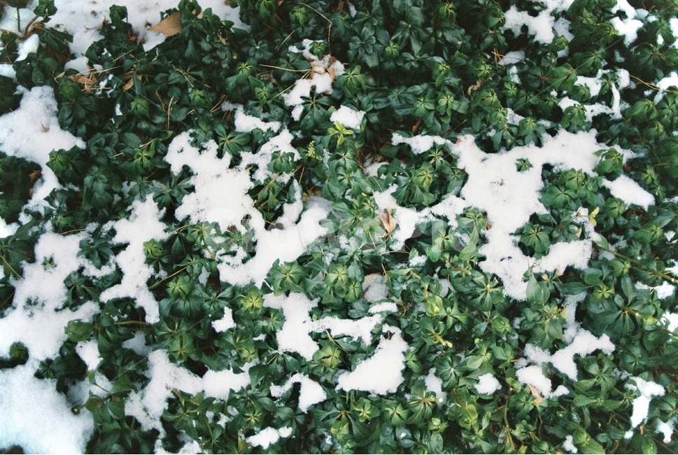 나무,자연,눈,겨울,tree,nature,snow,snowy,winter,forest,초목