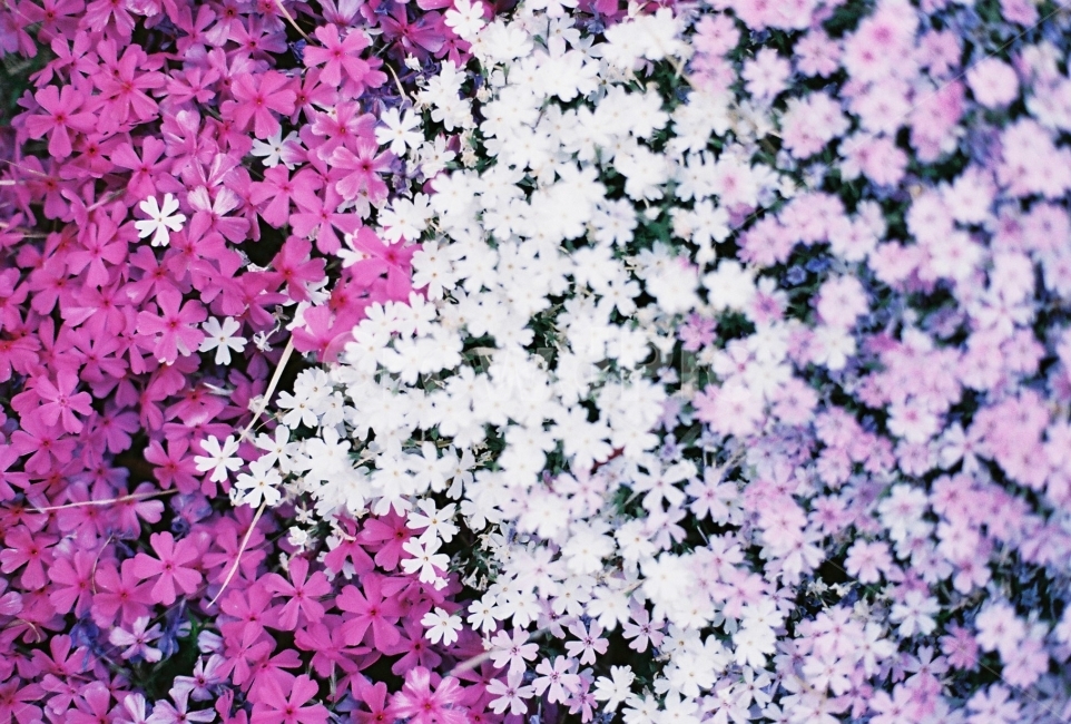 필름사진,꽃,꽃잔디,보라색,연보라,식물,자연,plants,nature,꽃,flower,감성,sensible,feeling