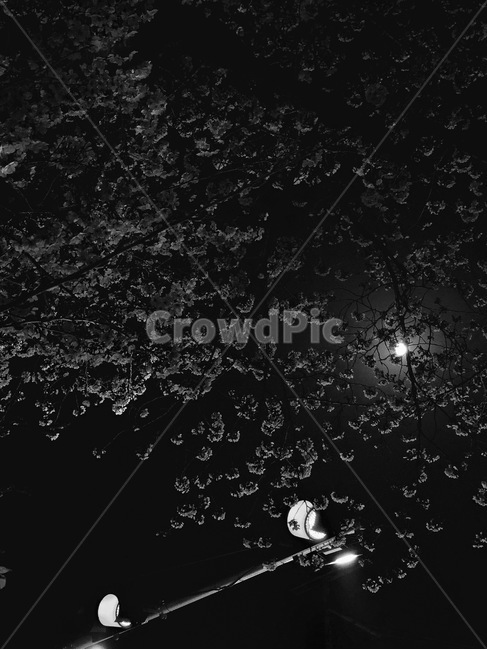 진해,벚꽃,달,가로등,흑백,세벽,군항제,봄,계절,spring,season,자연,풍경,nature,landscape,야경,밤,nightscape,night,흑백,모노톤,monochrome,black and white,outer space,대기권 밖,universe,우주,astronomy,천문학,space
