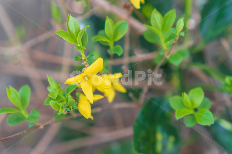 개나리,꽃,봄꽃,봄,자연,flower,nature,spring,봄,계절,spring,season,식물,자연,plants,nature,꽃,flower,plant